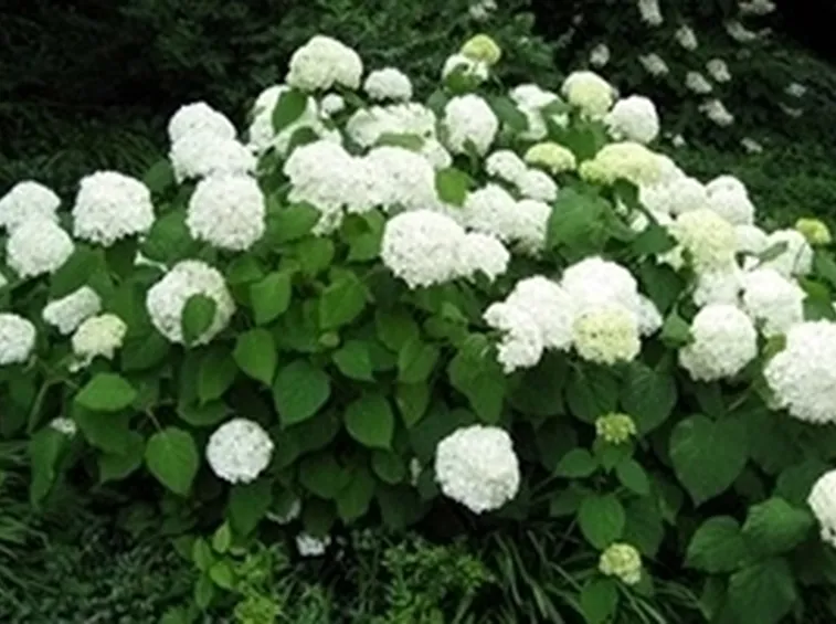 Ortensia