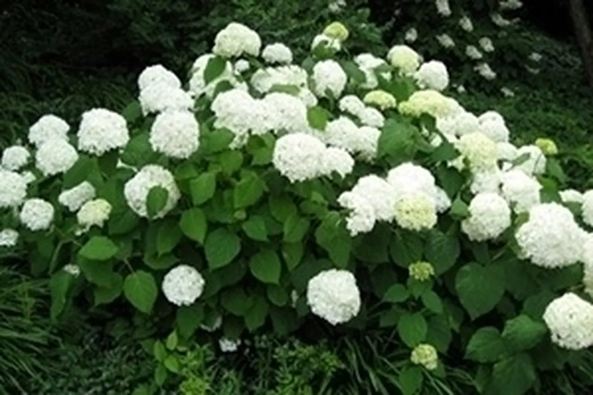 Ortensia