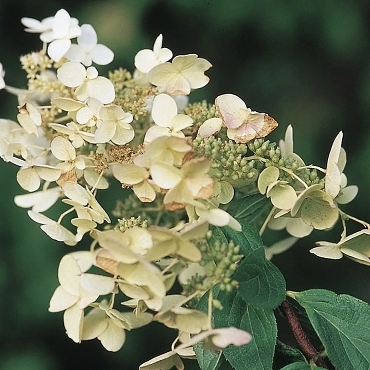 Ortensia