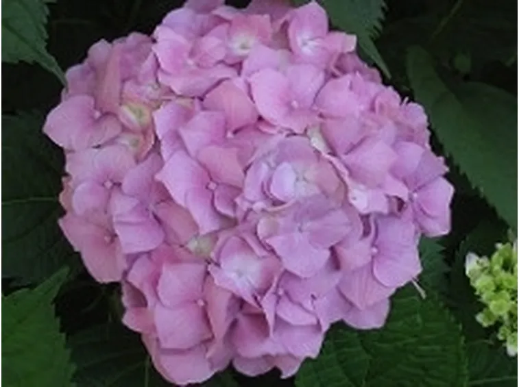 Ortensia