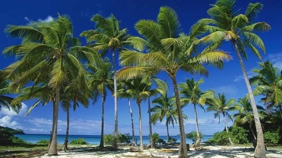 Palma da cocco