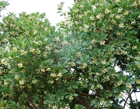 Parassiti e malattie del corbezzolo