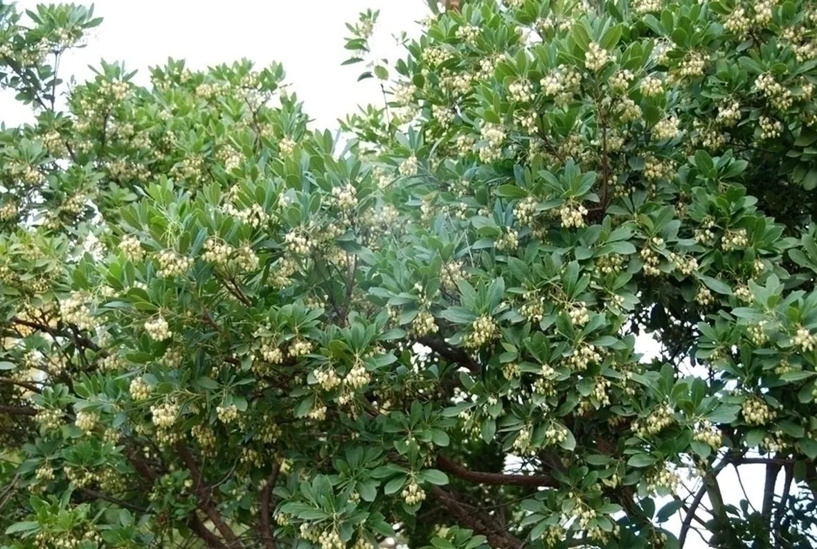 Parassiti e malattie del corbezzolo
