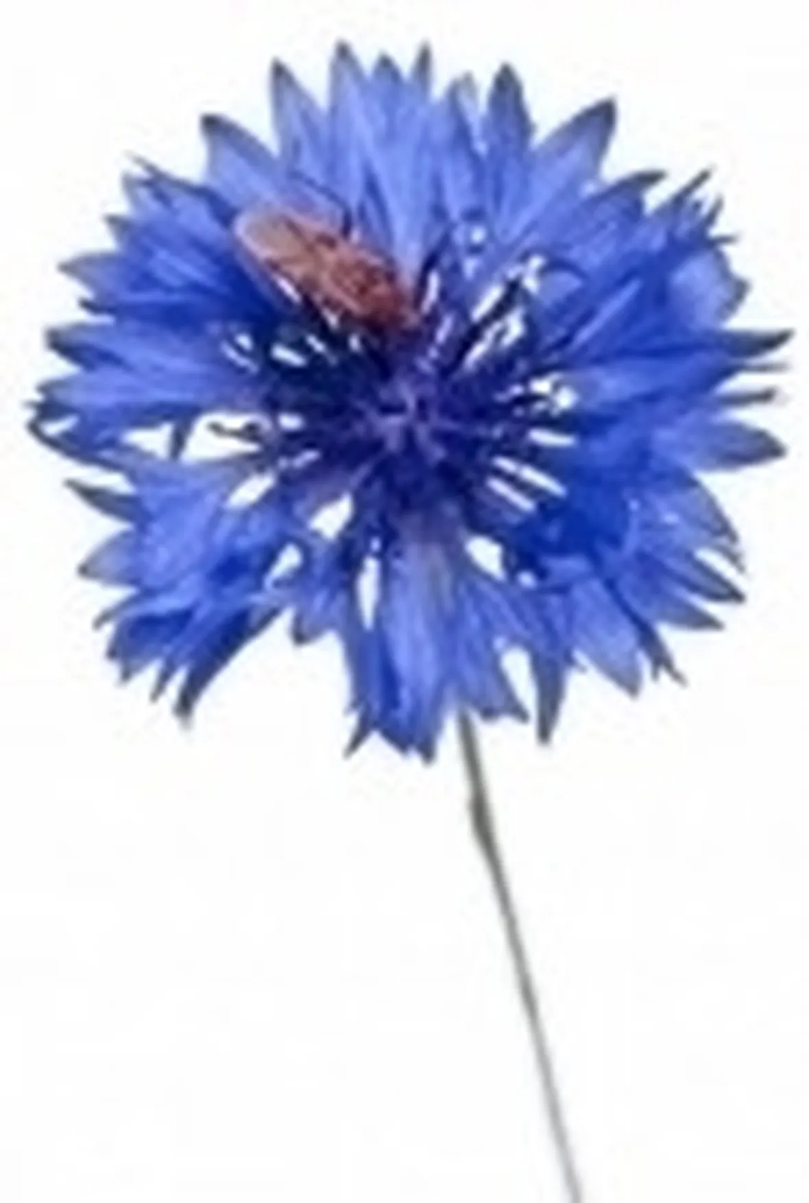 Parassiti e malattie del fiordaliso