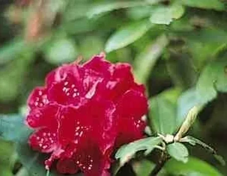 Parassiti e malattie rododendro