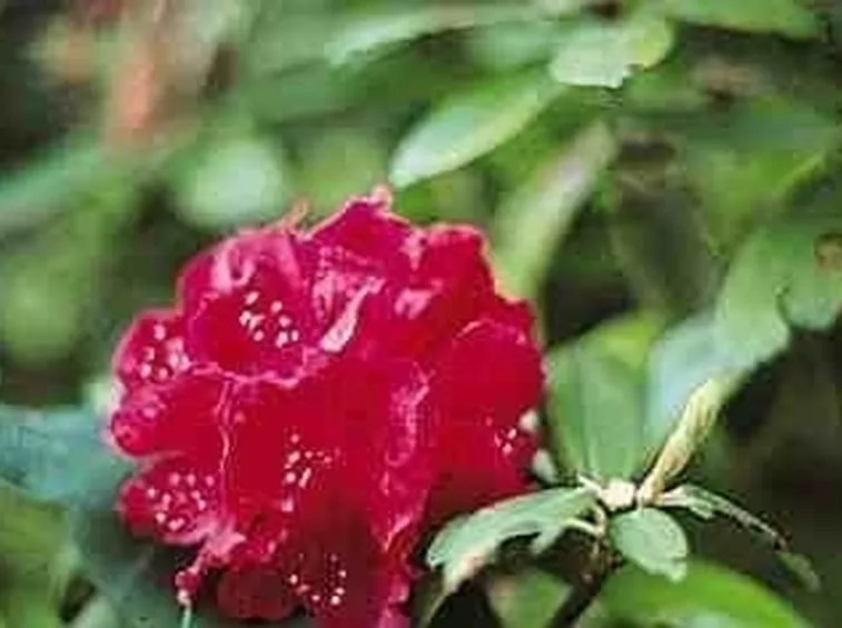 Parassiti e malattie rododendro