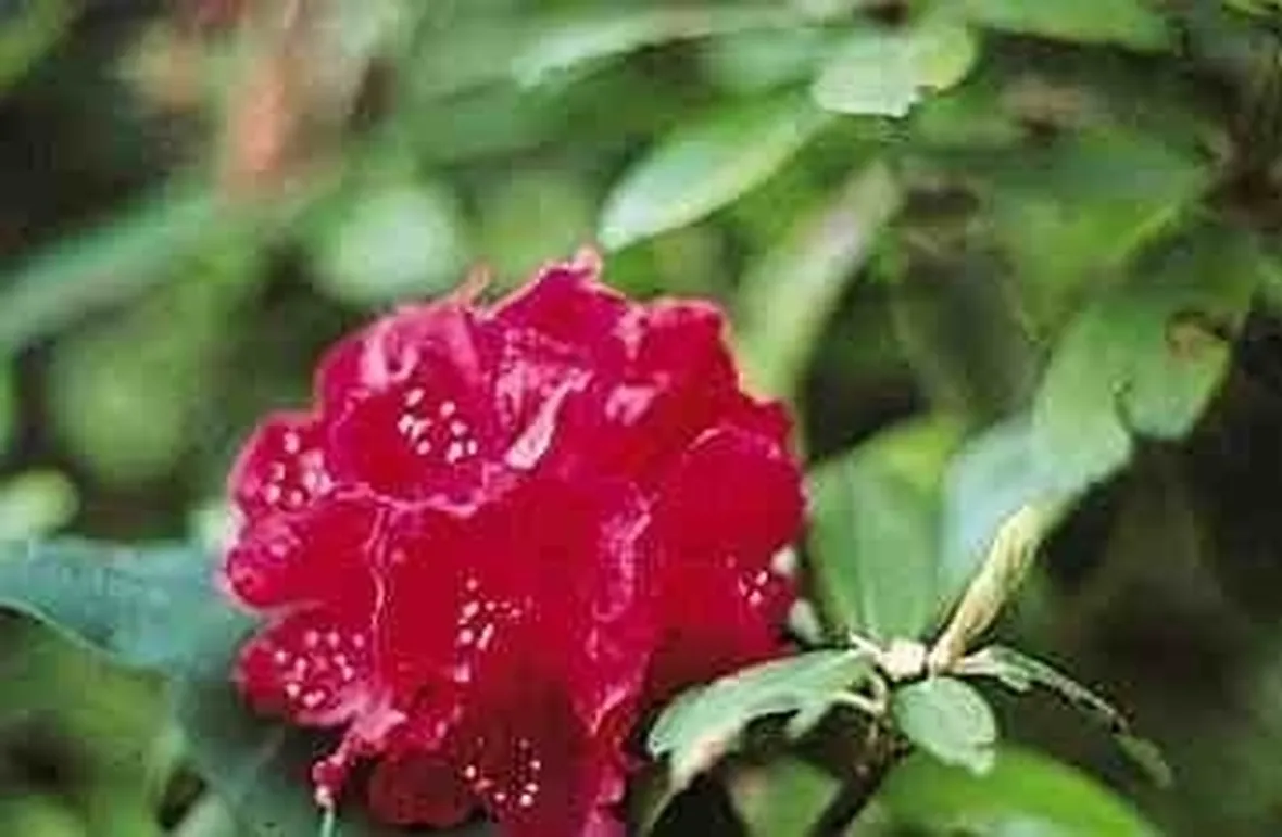 Parassiti e malattie rododendro