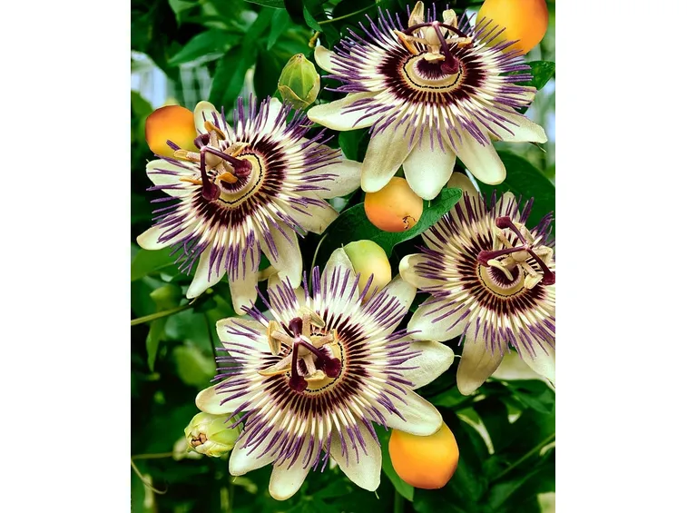 passiflora-9