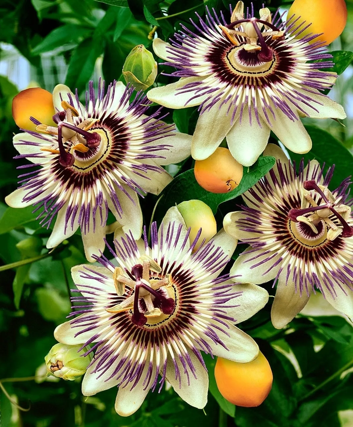 passiflora-9