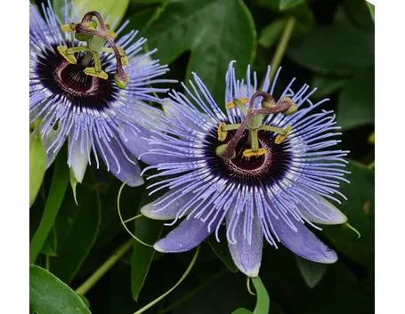 passiflora