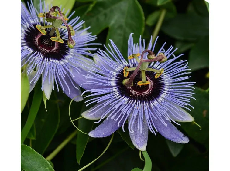 passiflora