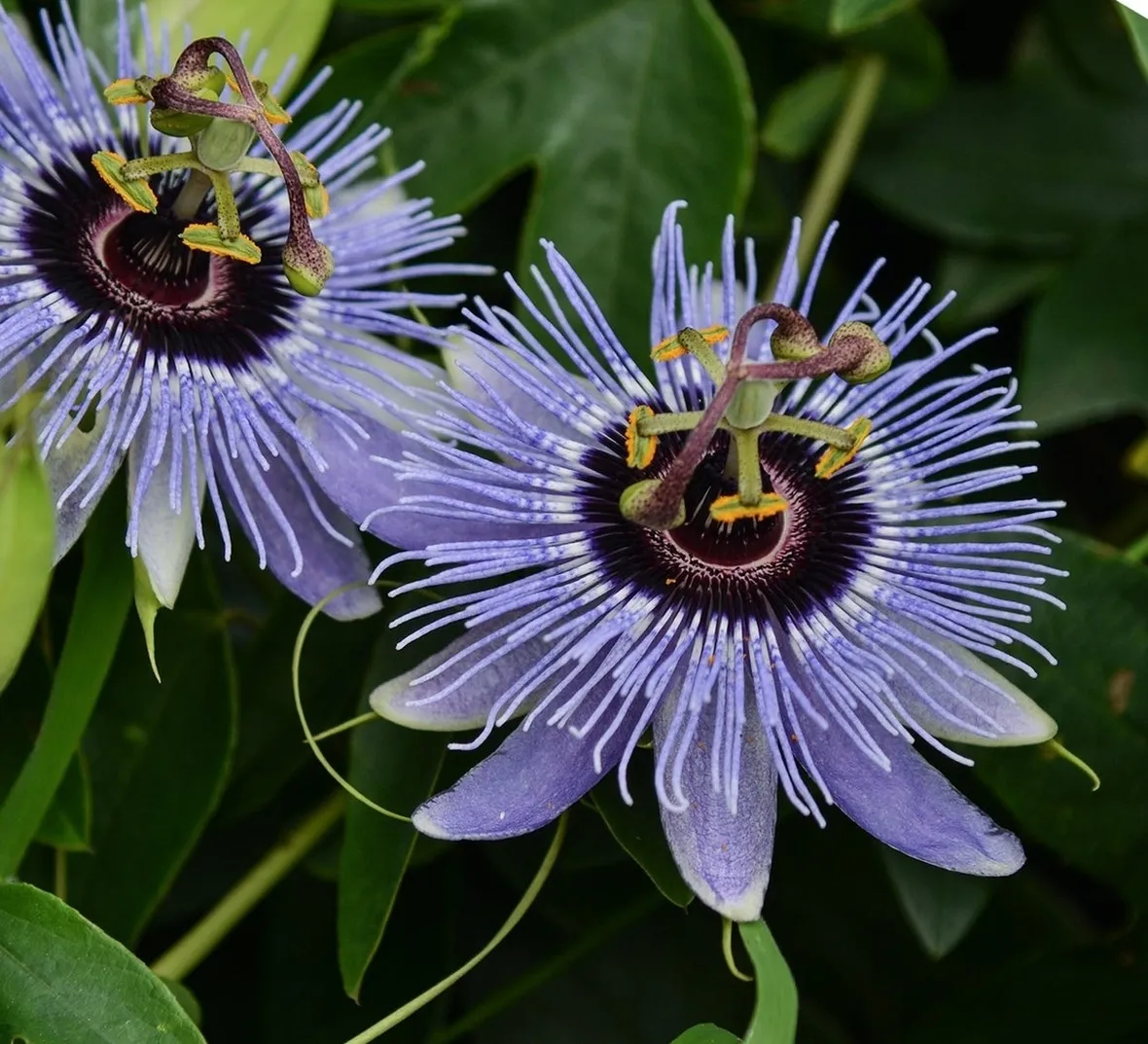 passiflora