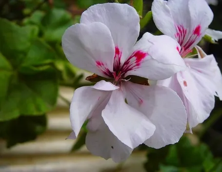 Pelargonium Crispum
Geraniaceae
