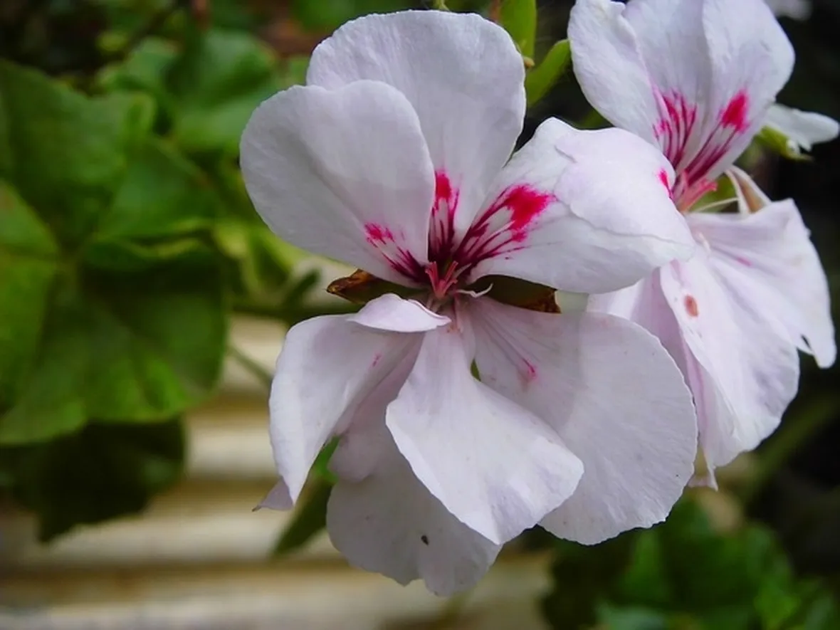 Pelargonium Crispum
Geraniaceae