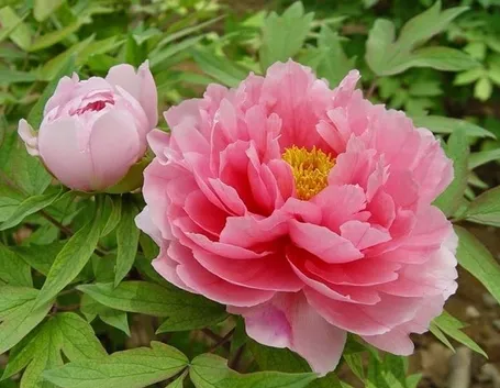 peonia legnosa o arbustiva