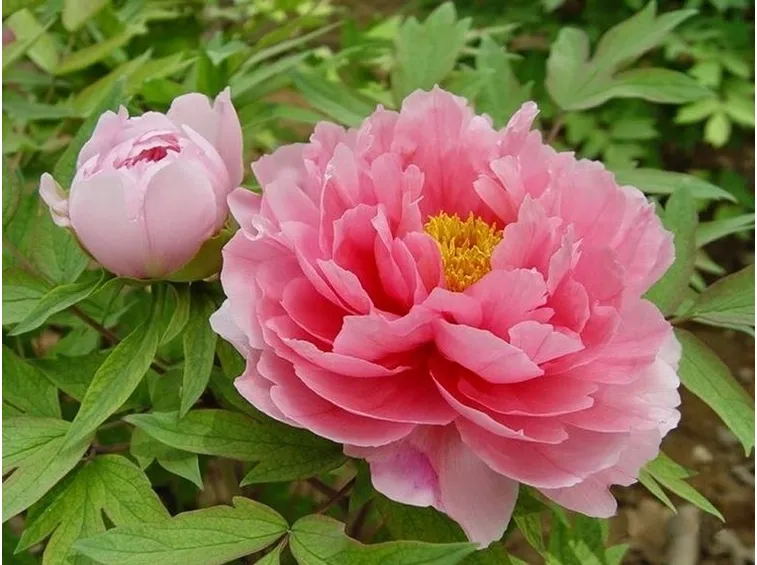 peonia legnosa o arbustiva