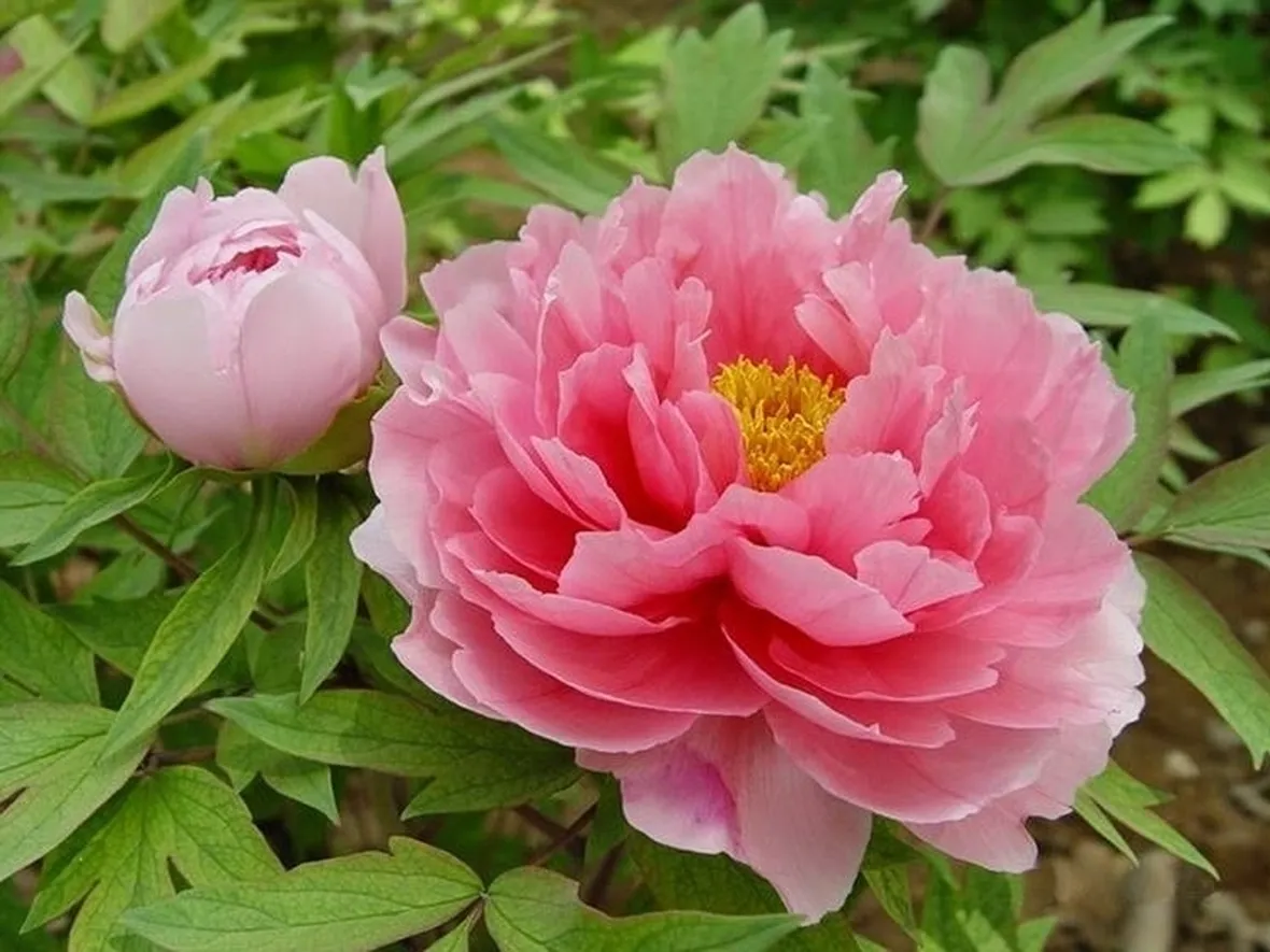 peonia legnosa o arbustiva