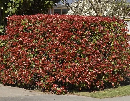 photinia-7