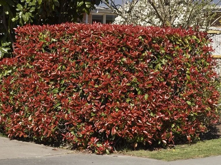 photinia-7
