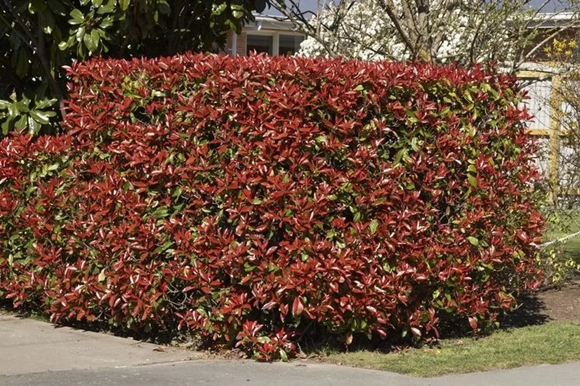 photinia-7