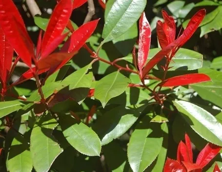photinia-8