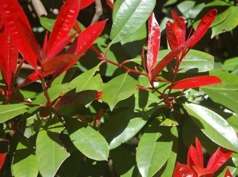 photinia-8