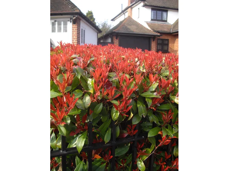 Storia della photinia