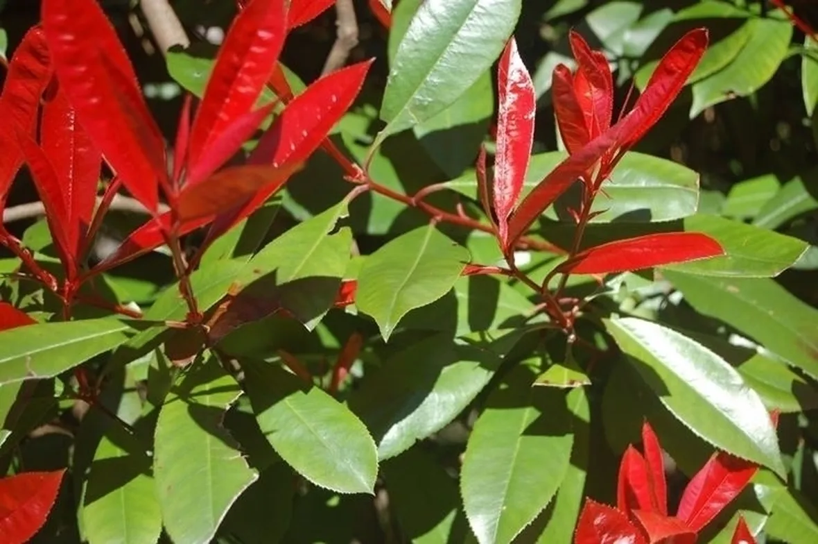 photinia-8