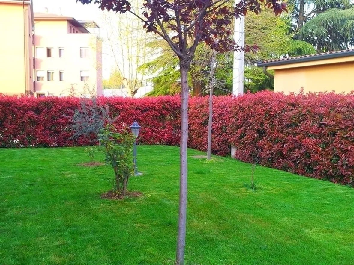 photinia