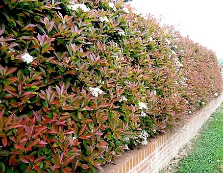 Photinia siepe: caratteristiche generali
