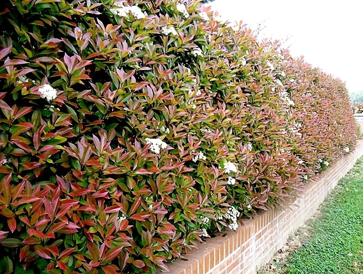 Photinia siepe: caratteristiche generali