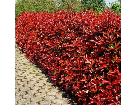 photinia