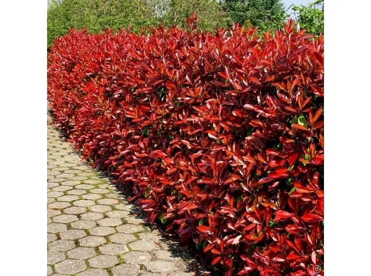 photinia