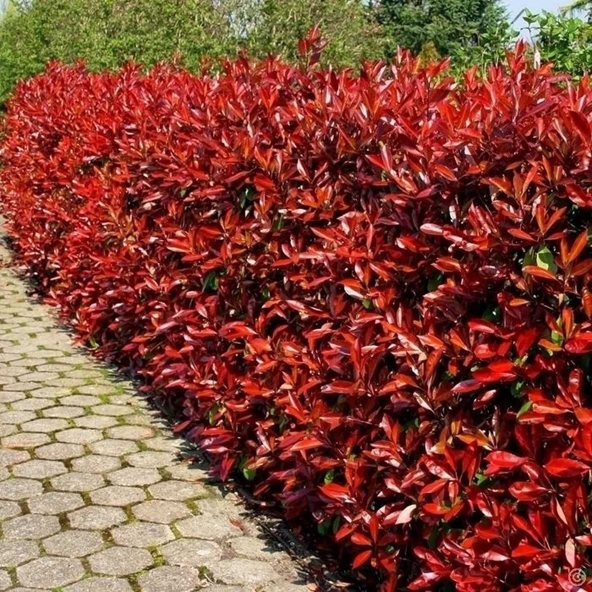 photinia