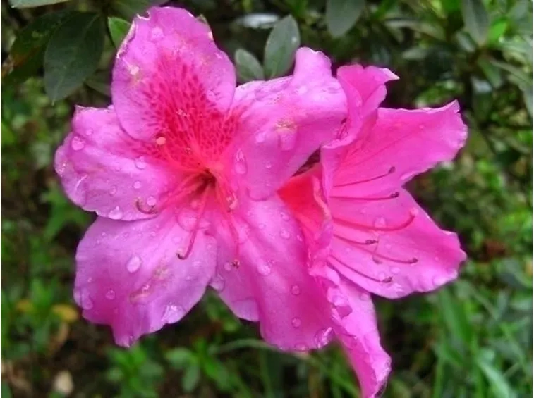 Cenni storici sull'azalea