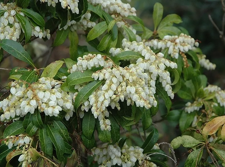 Pieris-6
