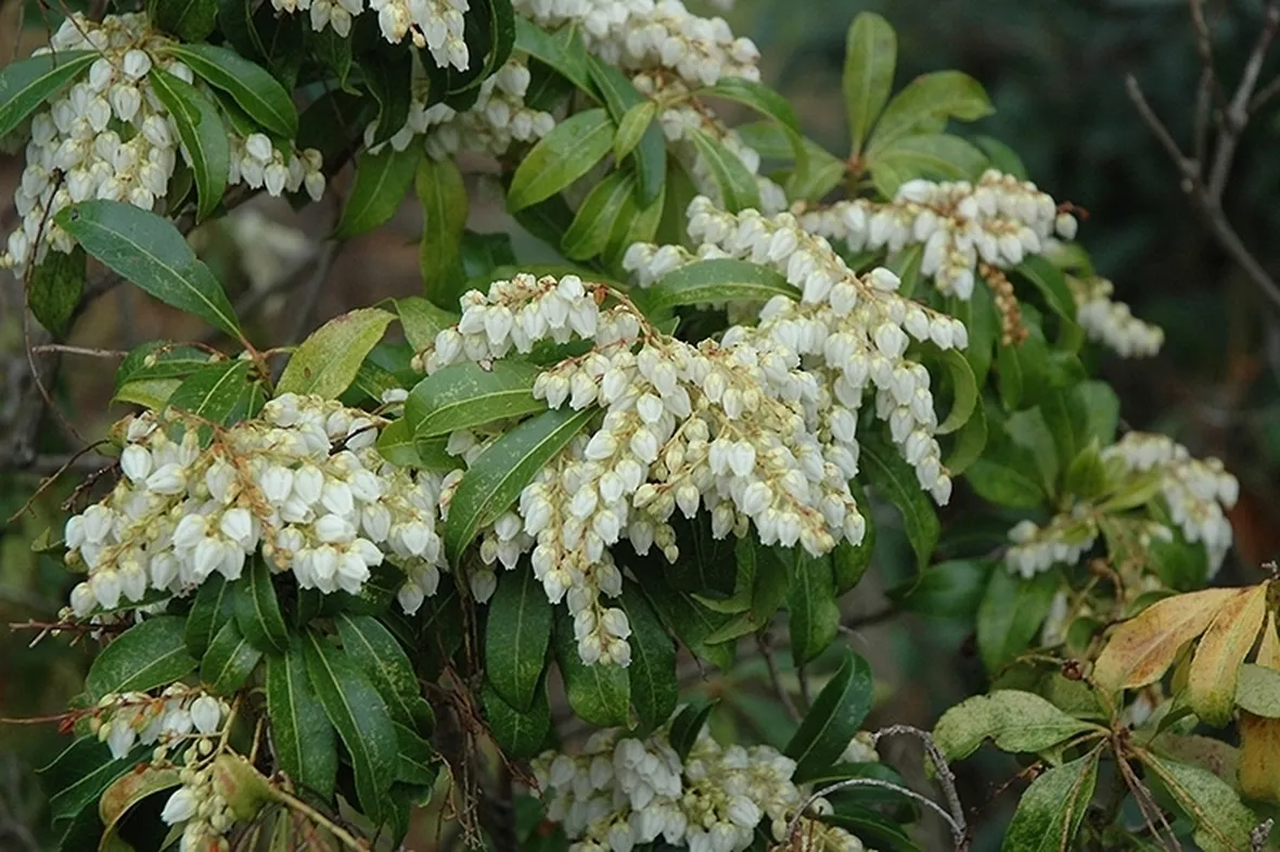 Pieris-6