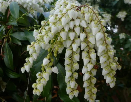 Pieris-7