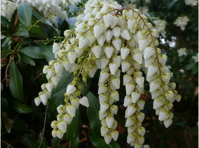 Pieris-7