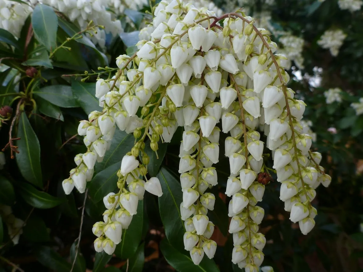 Pieris-7