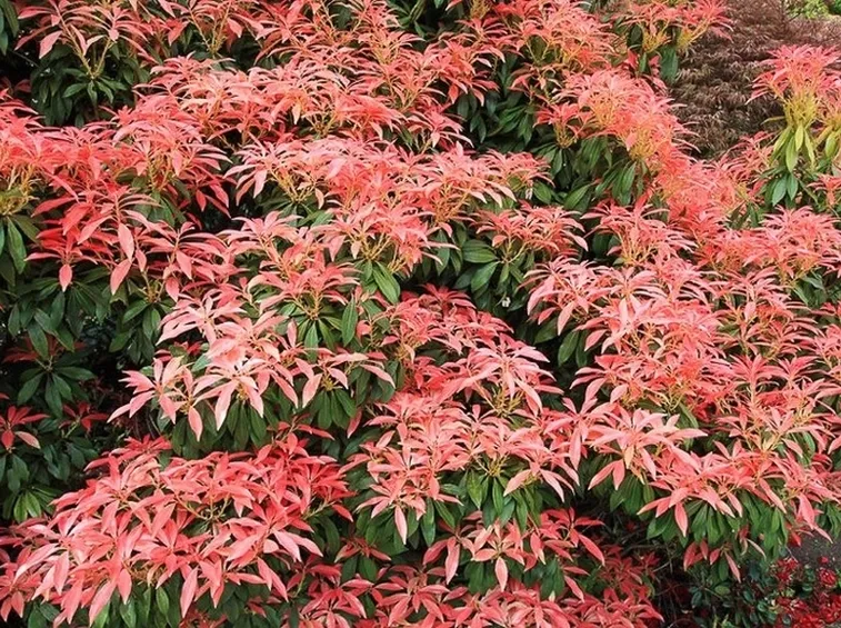 Pieris-8