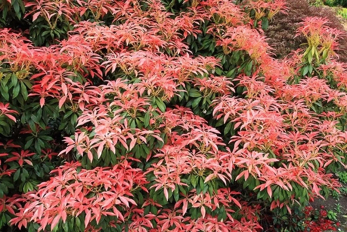 Pieris-8