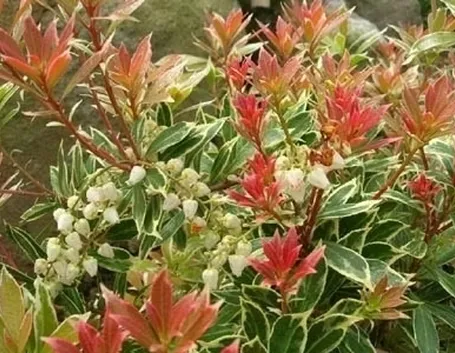 Pieris-9