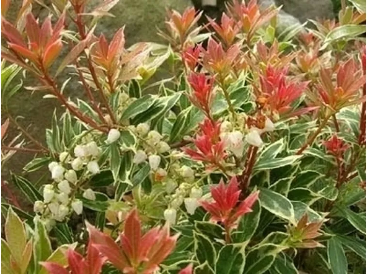 Pieris-9