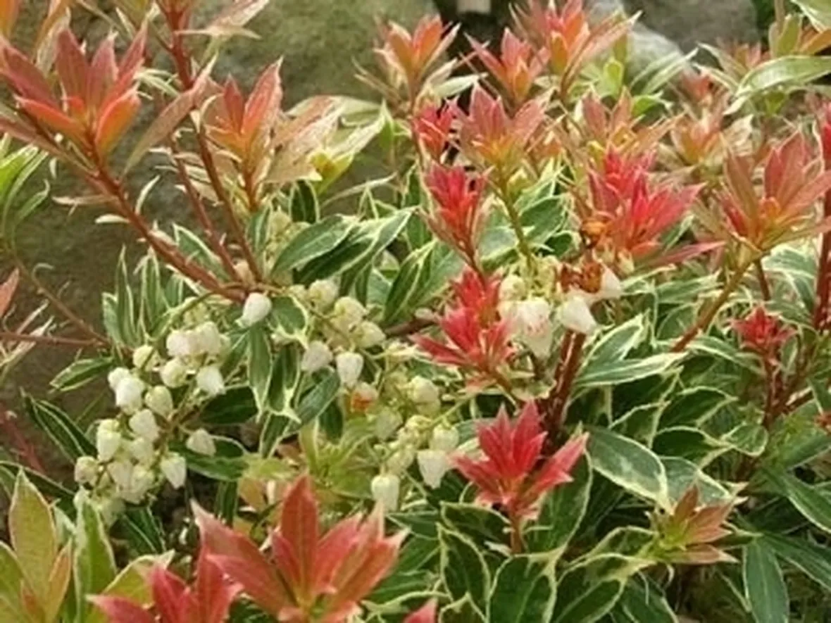 Pieris-9