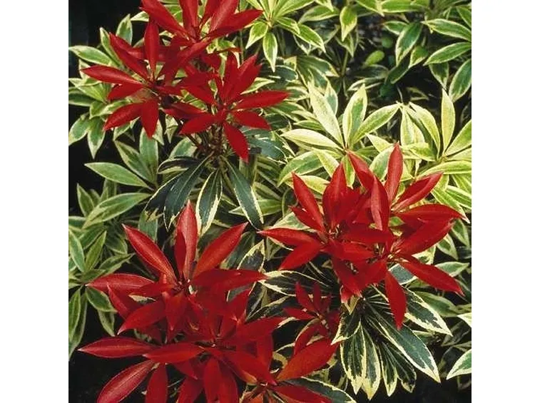 Pieris formosa