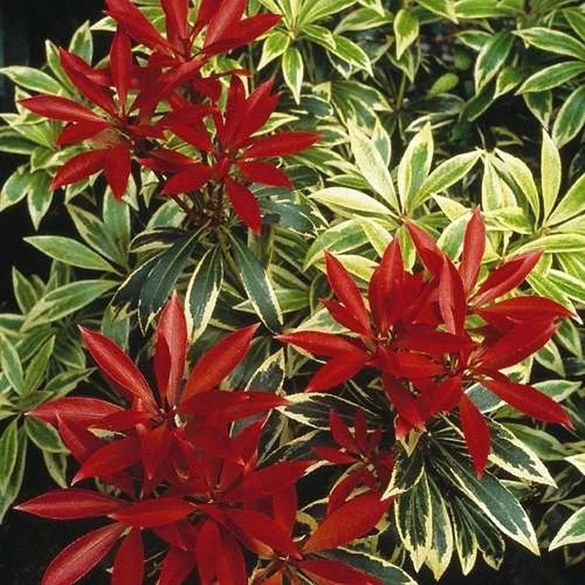 Pieris formosa