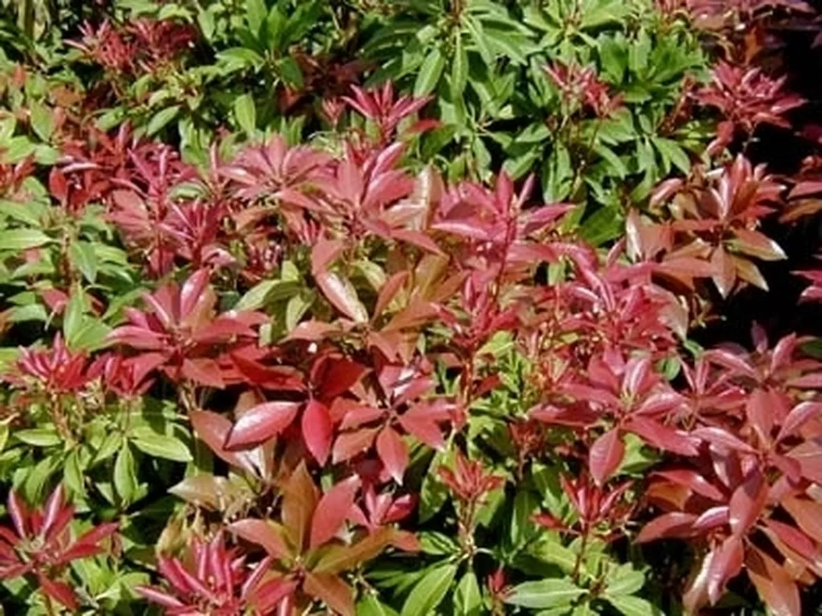 Pieris