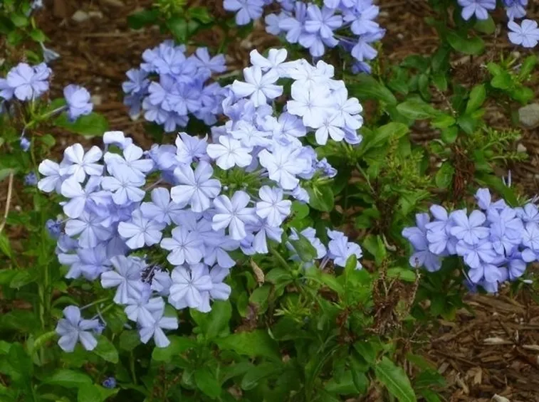plumbago-7