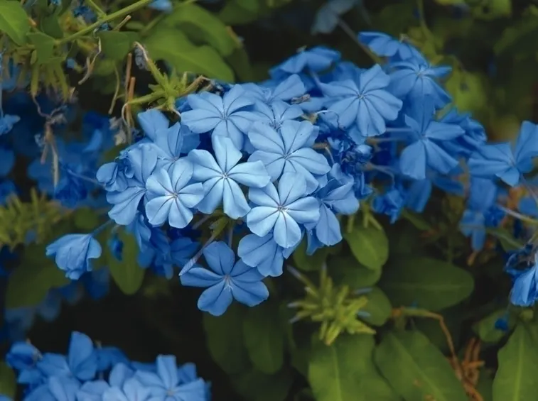 Struttura della plumbago